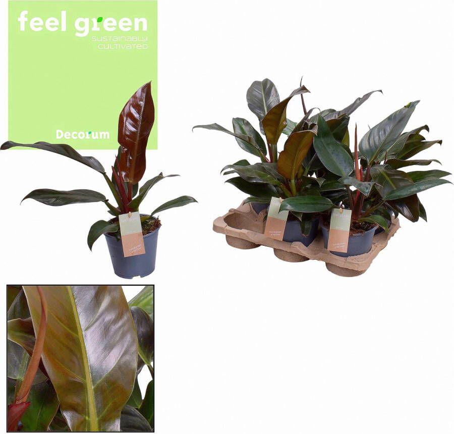 BOTANICLY Groene plant – Philodendron (Philodendron) – Hoogte: 35 cm – van