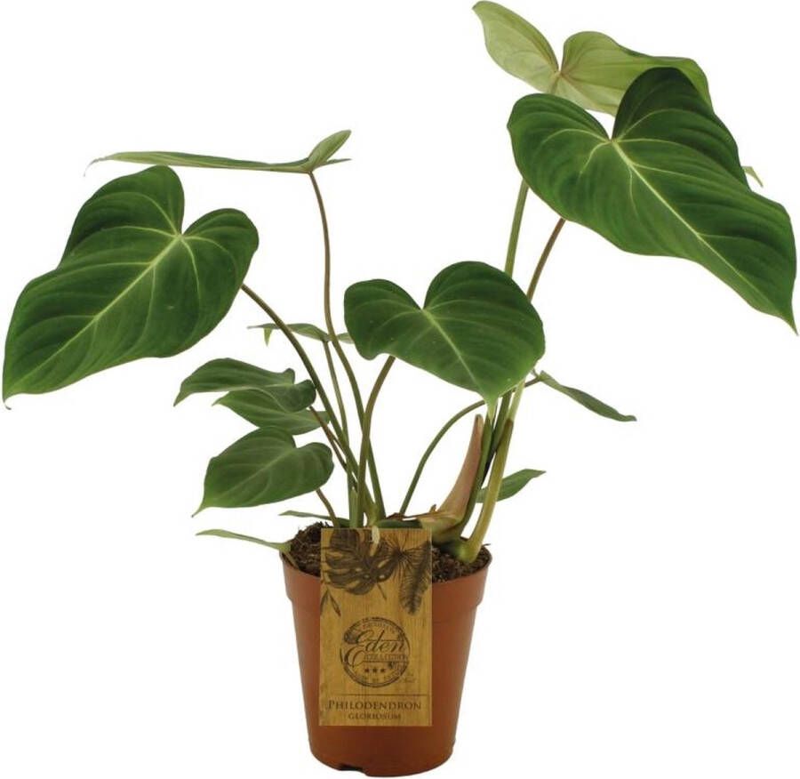 BOTANICLY Groene plant – Philodendron (Philodendron) – Hoogte: 40 cm – van