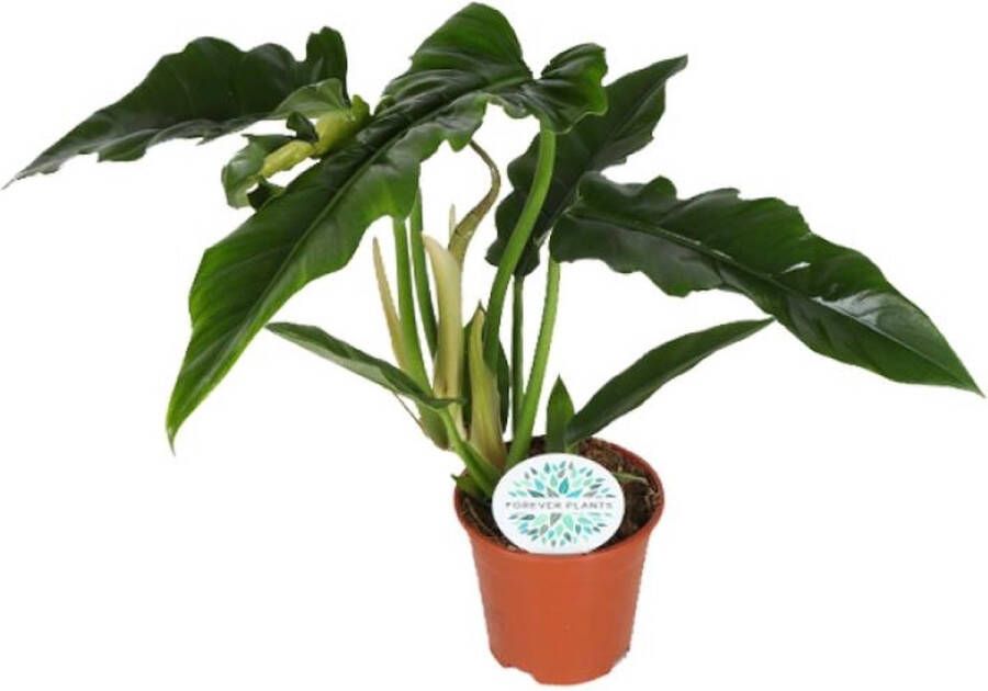 BOTANICLY Groene plant – Philodendron (Philodendron) – Hoogte: 40 cm – van