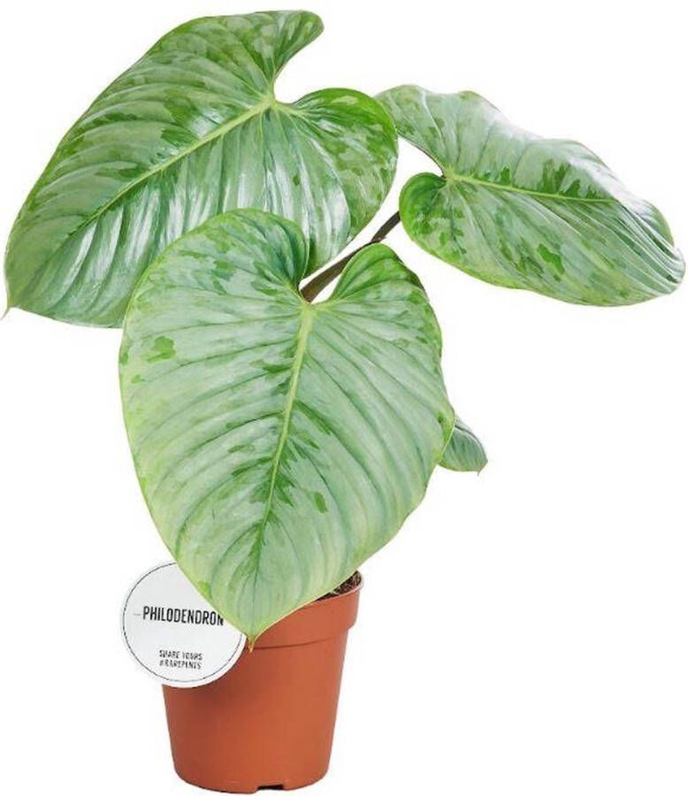 BOTANICLY Groene plant – Philodendron (Philodendron) – Hoogte: 45 cm – van