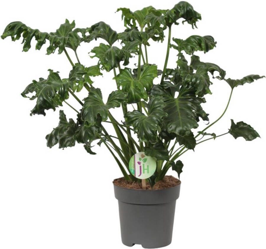 BOTANICLY Groene plant – Philodendron (Philodendron) – Hoogte: 50 cm – van