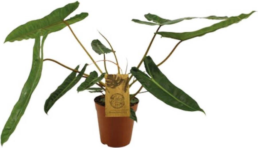 BOTANICLY Groene plant – Philodendron (Philodendron) – Hoogte: 50 cm – van