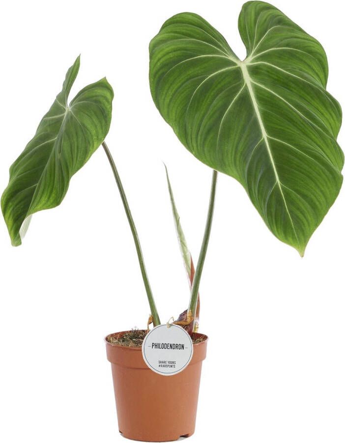 BOTANICLY Groene plant – Philodendron (Philodendron) – Hoogte: 60 cm – van