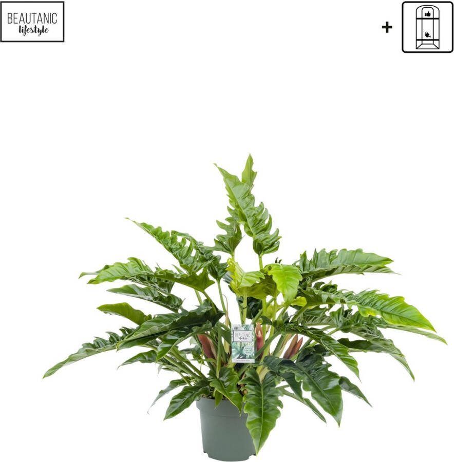 BOTANICLY Groene plant – Philodendron (Philodendron) – Hoogte: 65 cm – van