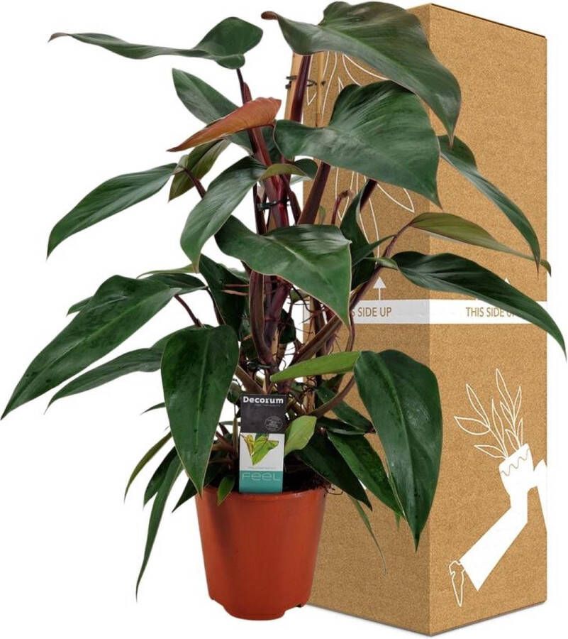 BOTANICLY Groene plant – Philodendron (Philodendron) – Hoogte: 75 cm – van