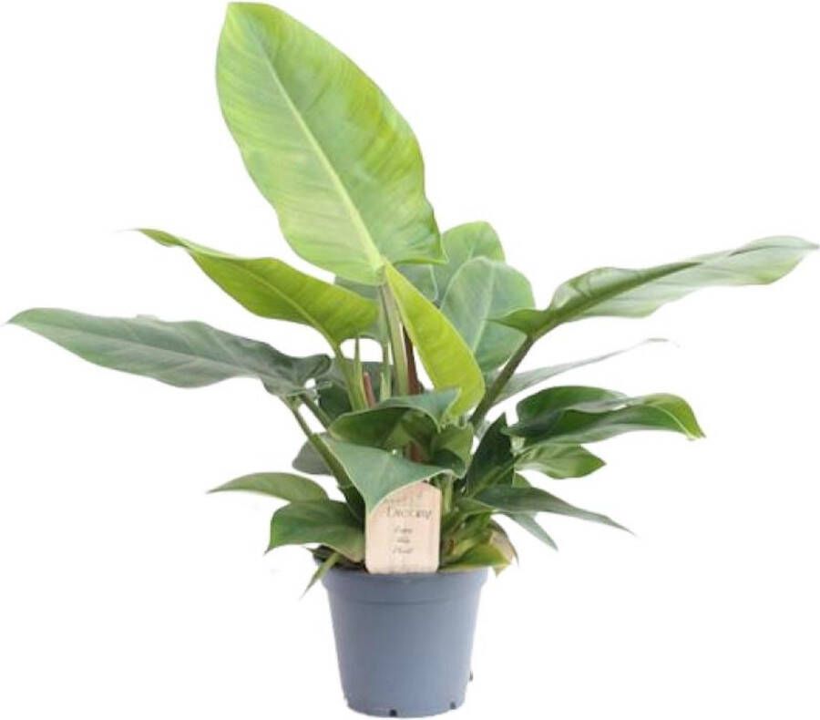 BOTANICLY Groene plant – Philodendron (Philodendron Imperial Green) – Hoogte: 50 cm – van