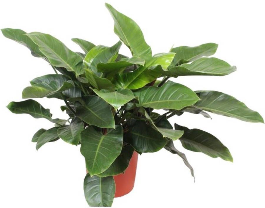 BOTANICLY Groene plant – Philodendron (Philodendron Imperial Green) – Hoogte: 90 cm – van