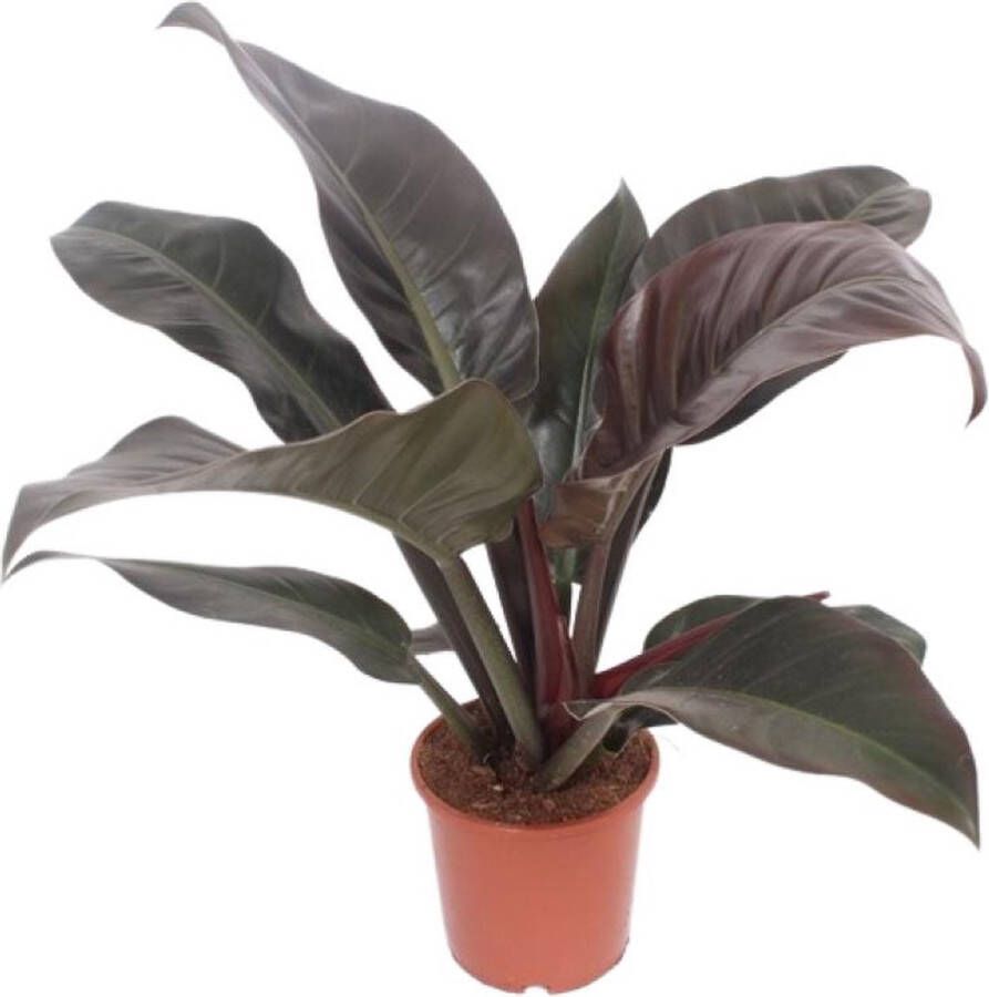 BOTANICLY Groene plant – Philodendron (Philodendron Imperial Red) – Hoogte: 60 cm – van