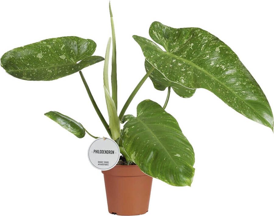 BOTANICLY Groene plant – Philodendron (Philodendron) met bloempot – Hoogte: 45 cm – van