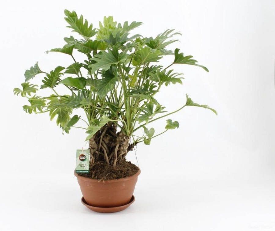 BOTANICLY Groene plant – Philodendron (Philodendron) met bloempot – Hoogte: 50 cm – van
