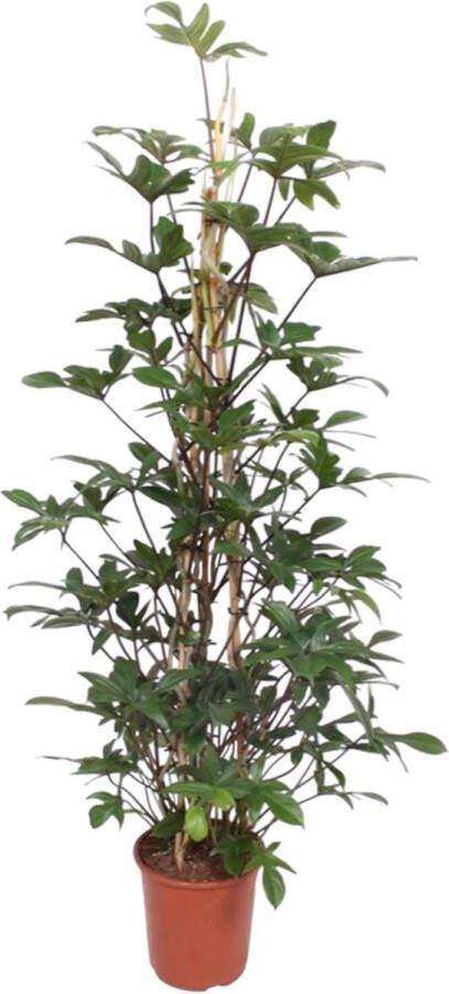 BOTANICLY Groene plant – Philodendron (Philodendron pedatum) – Hoogte: 160 cm – van