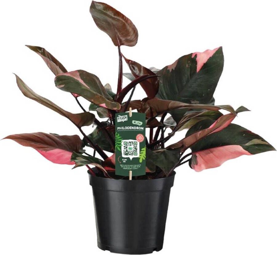 BOTANICLY Groene plant – Philodendron (Philodendron Pink Princess) met bloempot – Hoogte: 50 cm – van