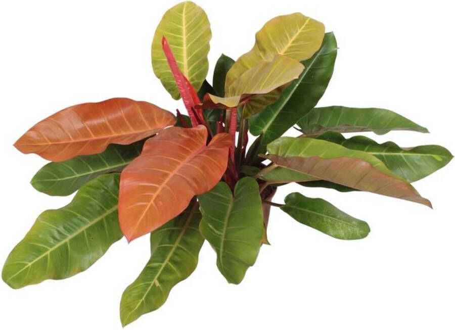 BOTANICLY Groene plant – Philodendron (Philodendron Prince Of Orange) – Hoogte: 75 cm – van