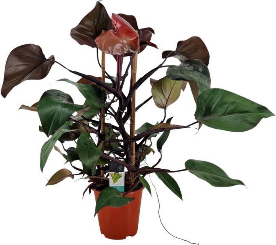 BOTANICLY Groene plant – Philodendron (Philodendron Ruby) – Hoogte: 75 cm – van