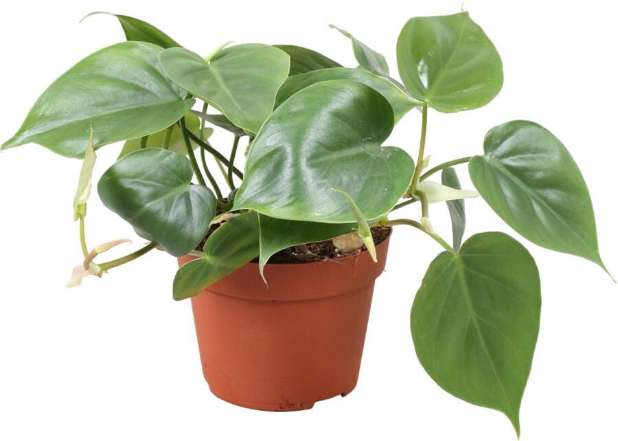 BOTANICLY Groene plant – Philodendron (Philodendron scandens) – Hoogte: 20 cm – van