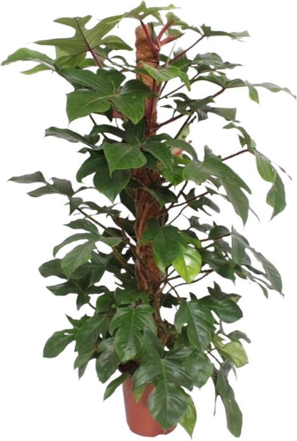 BOTANICLY Groene plant – Philodendron (Philodendron squamiferum) – Hoogte: 150 cm – van