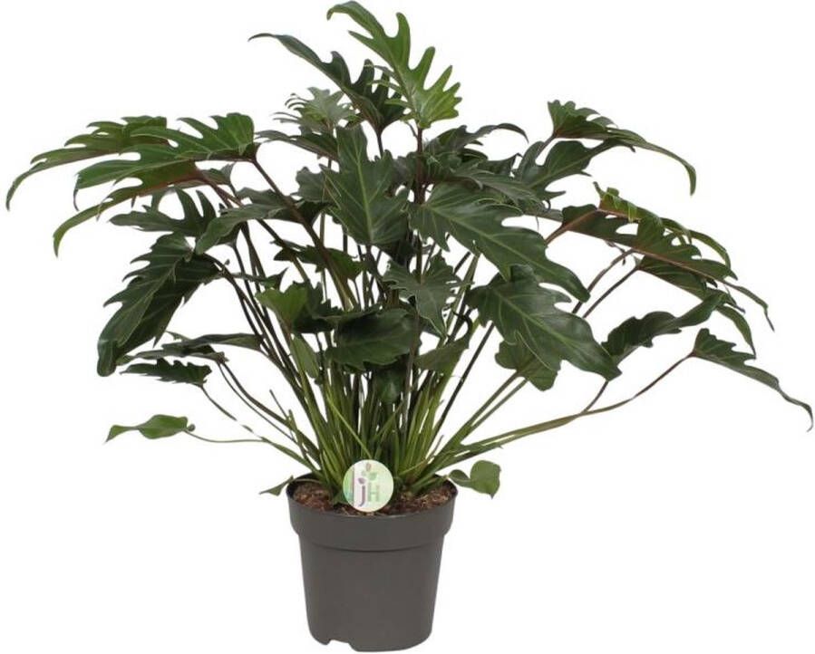 BOTANICLY Groene plant – Philodendron (Philodendron Xanadu) – Hoogte: 65 cm – van