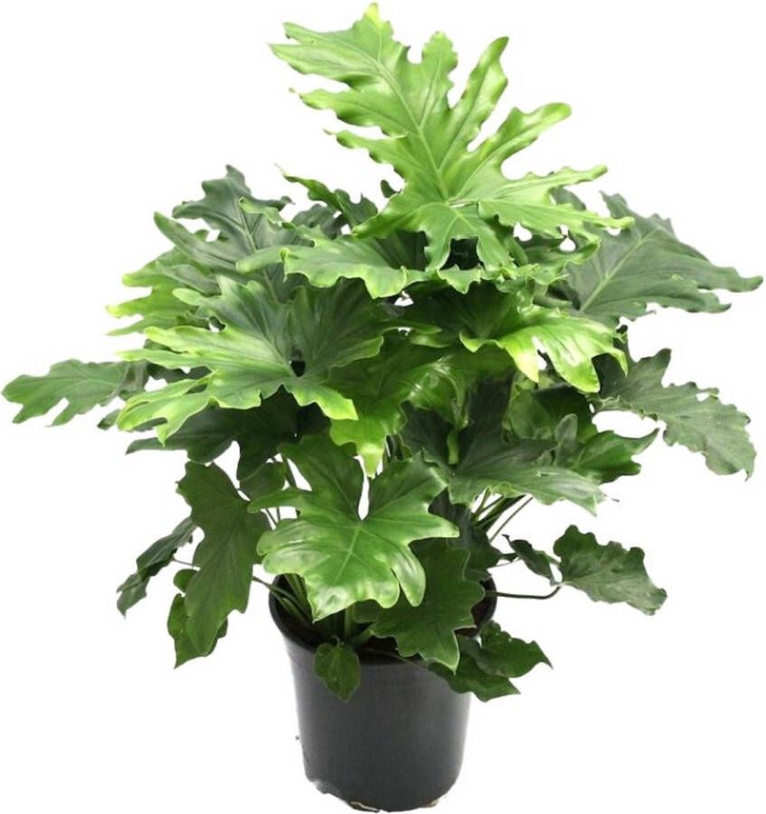 BOTANICLY Groene plant – Philodendron (Philodendron Xanadu) – Hoogte: 80 cm – van