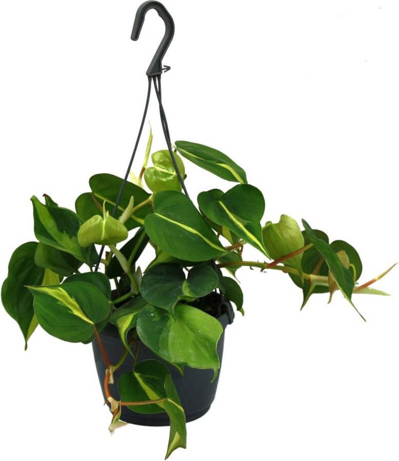 BOTANICLY Groene plant – Philodendron Scandens Brazil (Philodendron Scandens Brazil) – Hoogte: 35 cm – van