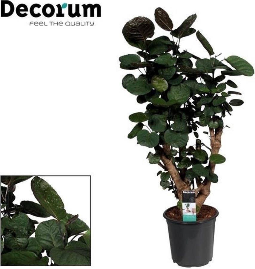 BOTANICLY Groene plant – Polyscias (Polyscias Fabian) – Hoogte: 95 cm – van