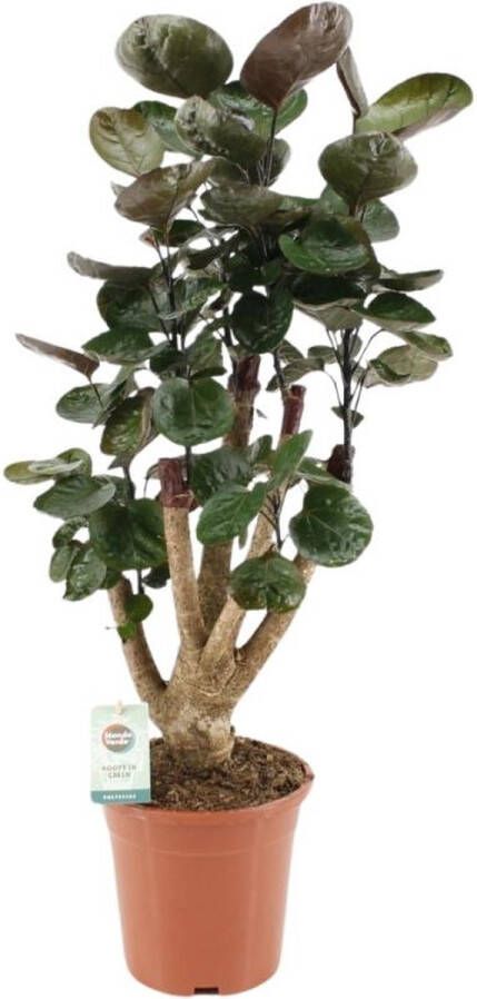 BOTANICLY Groene plant – Polyscias (Polyscias Fabian) met bloempot – Hoogte: 65 cm – van