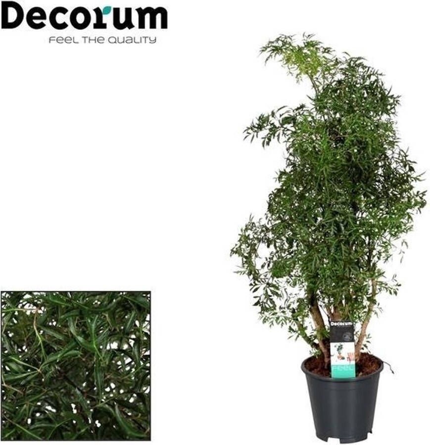 BOTANICLY Groene plant – Polyscias (Polyscias Hawaiiana Ming) – Hoogte: 65 cm – van