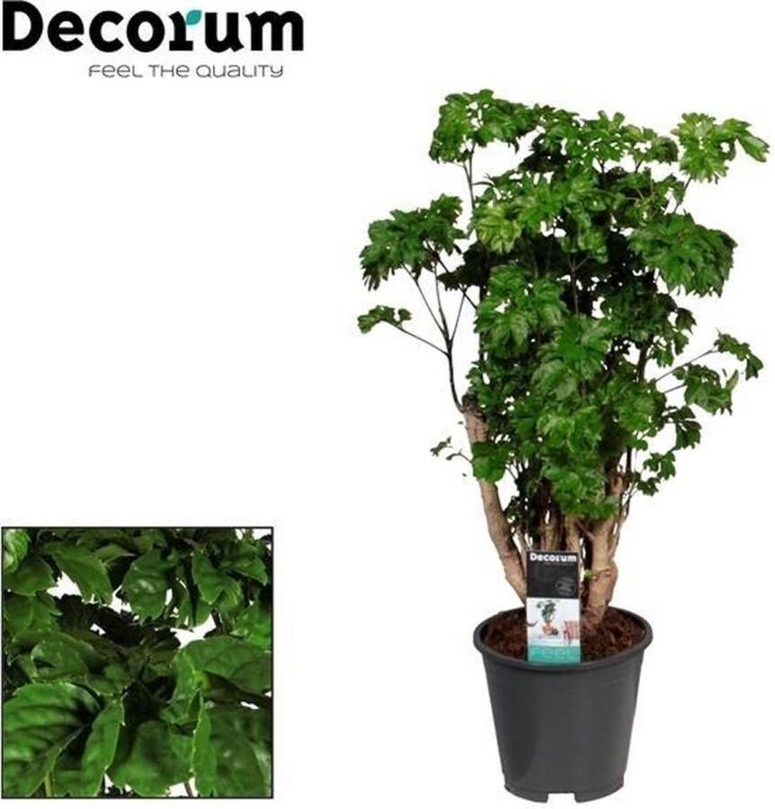 BOTANICLY Groene plant – Polyscias (Polyscias Roble) – Hoogte: 60 cm – van