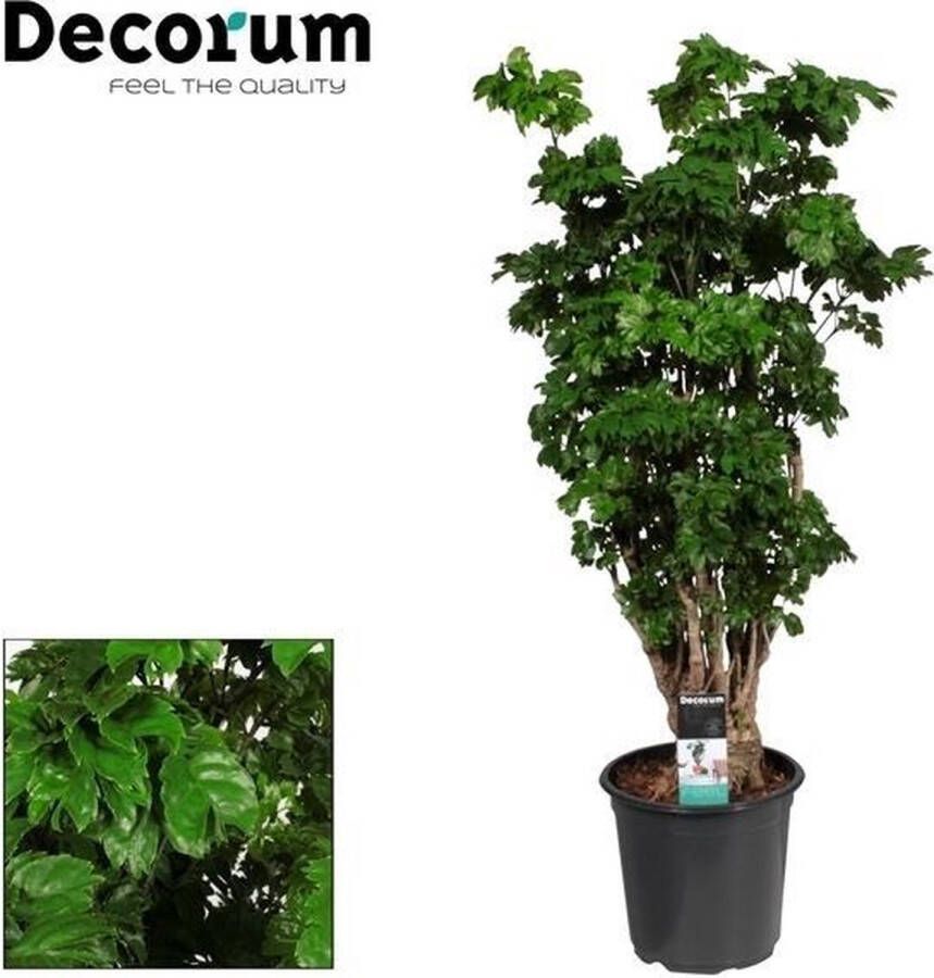 BOTANICLY Groene plant – Polyscias (Polyscias Roble) – Hoogte: 80 cm – van