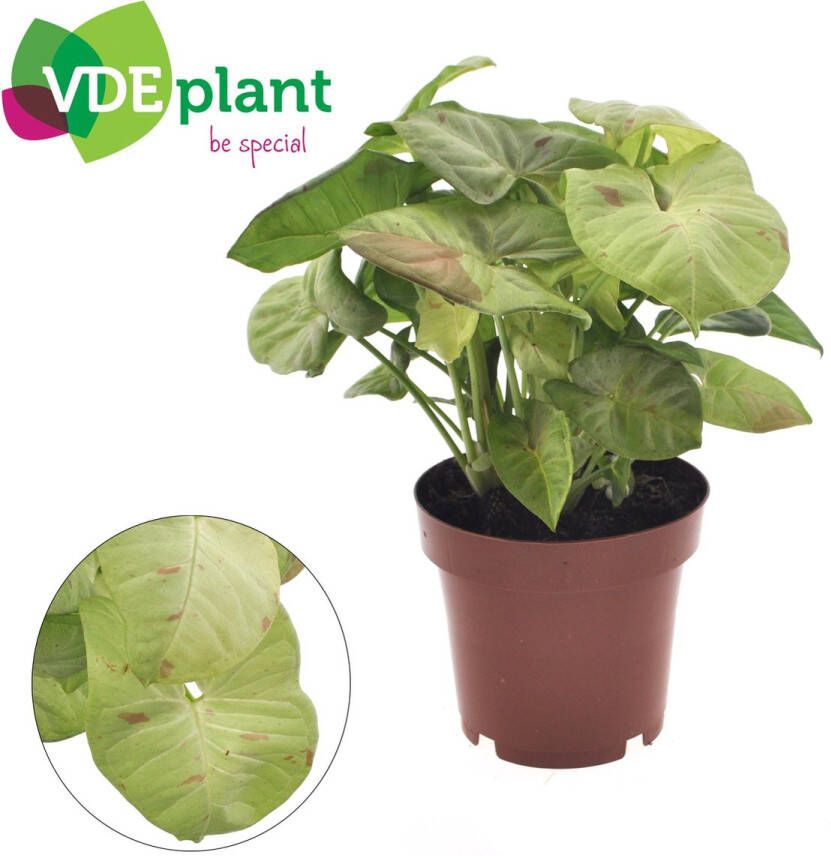 BOTANICLY Groene plant – Regina Red (Syngonium Podophyllum Milk Confetti) – Hoogte: 20 cm – van