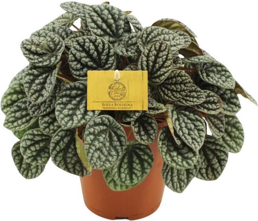 BOTANICLY Groene plant – Roodsteelpeperomia (Peperomia Burbella) – Hoogte: 25 cm – van