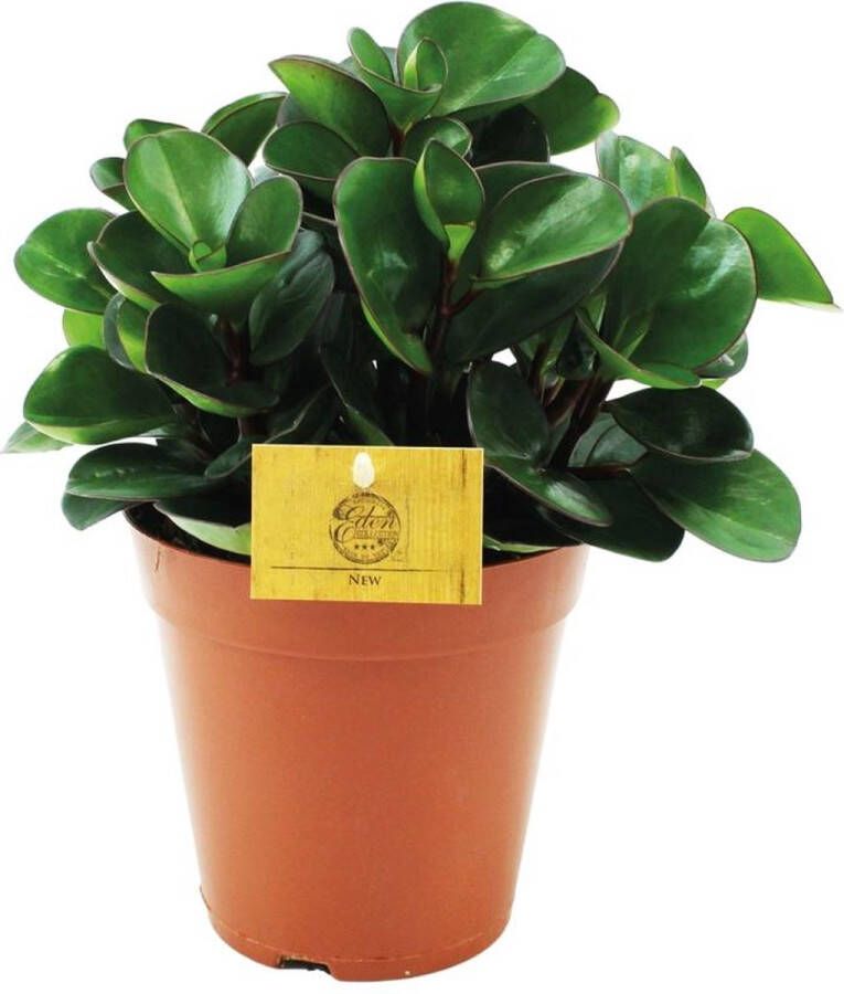 BOTANICLY Groene plant – Roodsteelpeperomia (Peperomia Burning Bush) – Hoogte: 25 cm – van