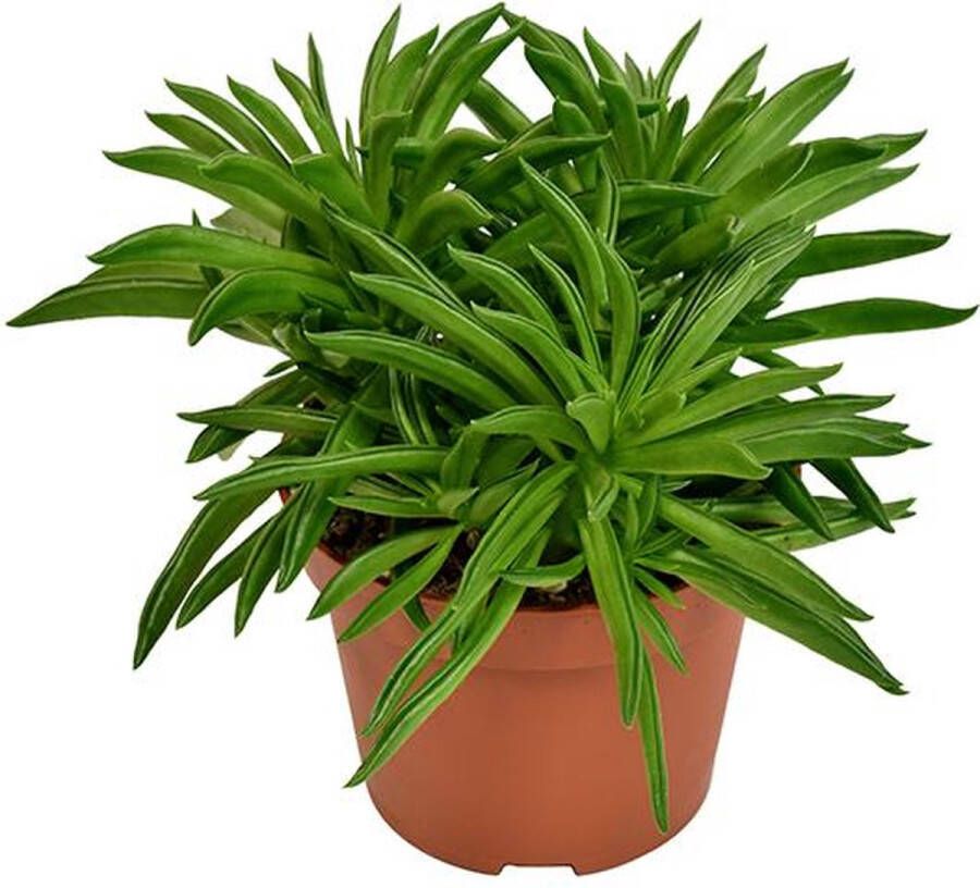 BOTANICLY Groene plant – Roodsteelpeperomia (Peperomia Happy Bean) – Hoogte: 15 cm – van