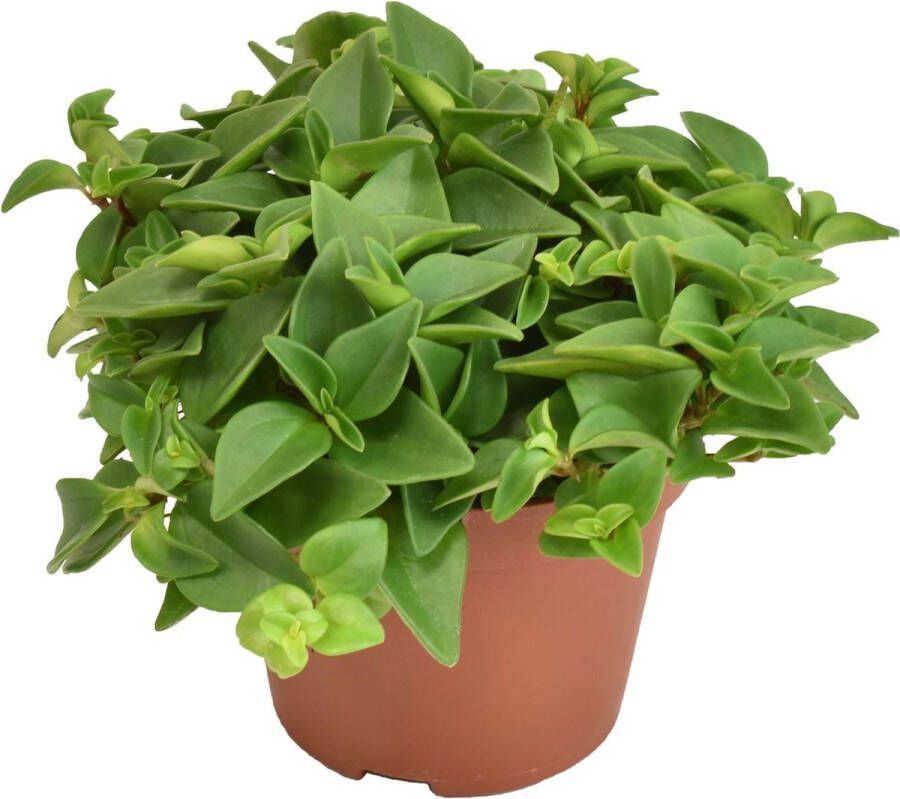 BOTANICLY Groene plant – Roodsteelpeperomia (Peperomia Marcello) – Hoogte: 15 cm – van