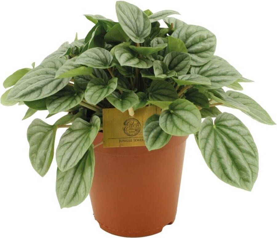 BOTANICLY Groene plant – Roodsteelpeperomia (Peperomia Moonlight) – Hoogte: 25 cm – van