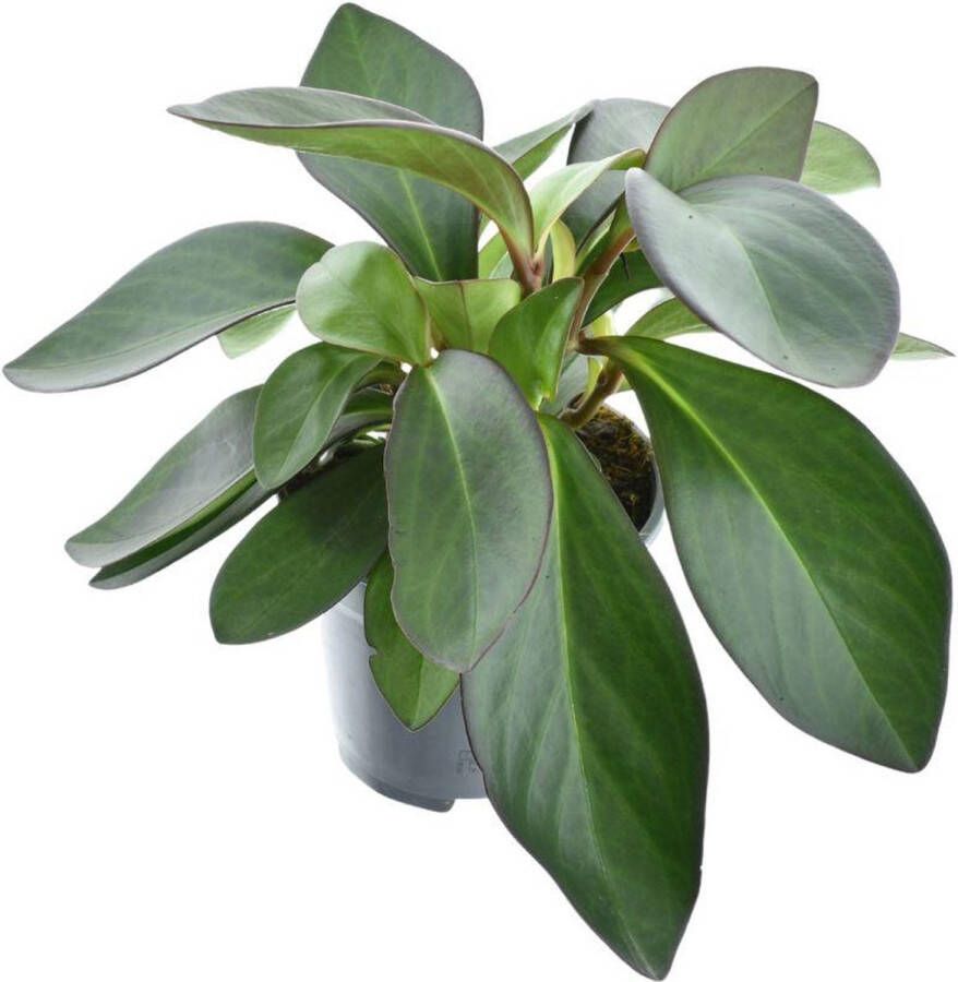 BOTANICLY Groene plant – Roodsteelpeperomia (Peperomia Red Margin Feel Green) – Hoogte: 30 cm – van