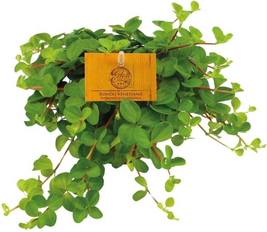 BOTANICLY Groene plant – Roodsteelpeperomia (Peperomia Rotundifolia) – Hoogte: 15 cm – van