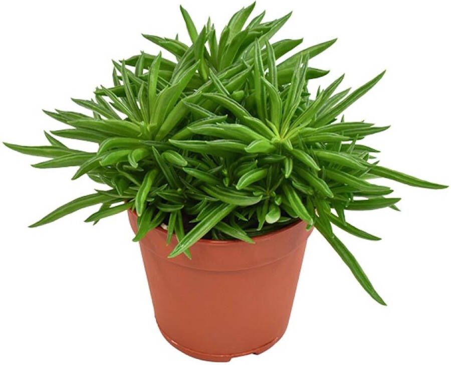 BOTANICLY Groene plant – Roodsteelpeperomia (Peperomia Rotundifolia) – Hoogte: 15 cm – van