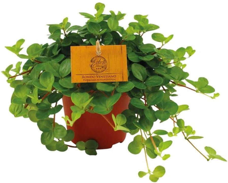 BOTANICLY Groene plant – Roodsteelpeperomia (Peperomia Rotundifolia) – Hoogte: 20 cm – van