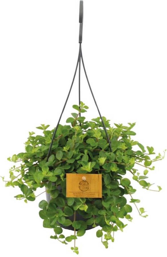 BOTANICLY Groene plant – Roodsteelpeperomia (Peperomia Rotundifolia) met bloempot – Hoogte: 25 cm – van