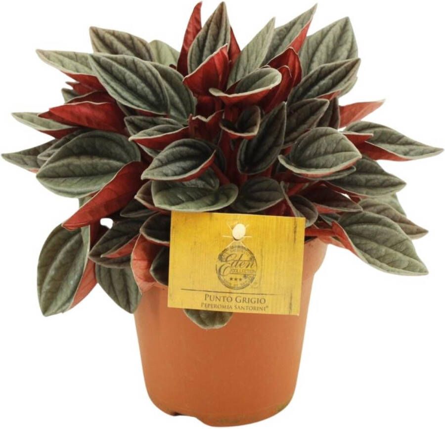 BOTANICLY Groene plant – Roodsteelpeperomia (Peperomia Santorini) – Hoogte: 20 cm – van