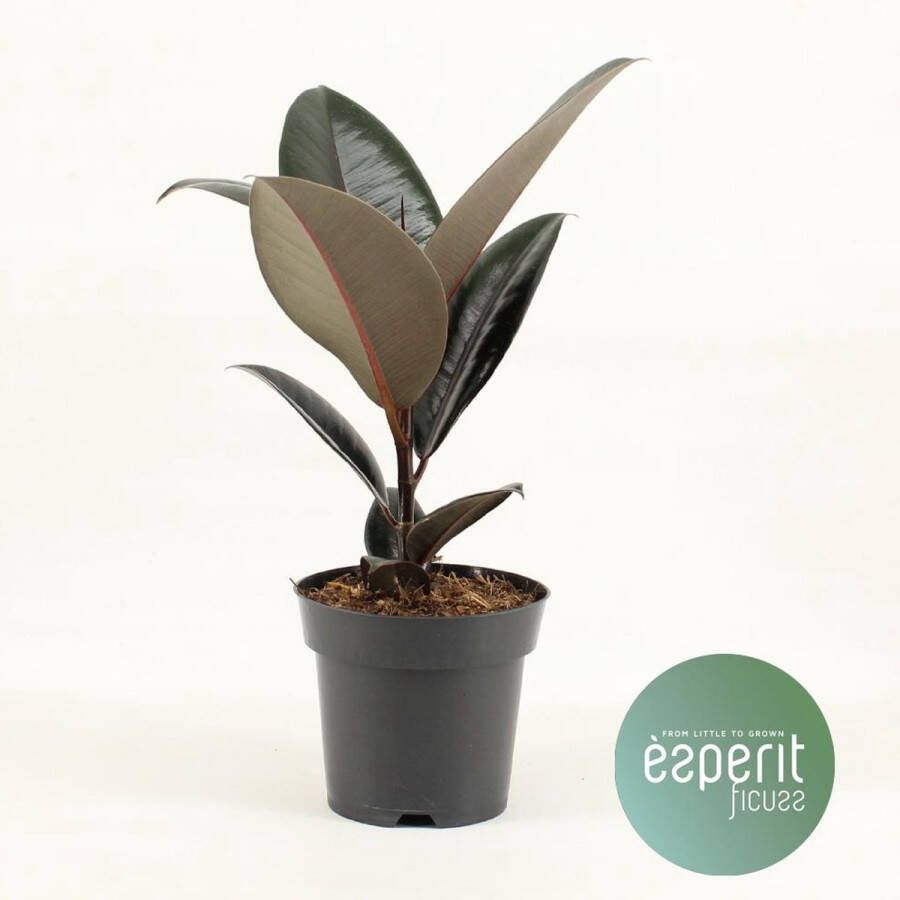 BOTANICLY Groene plant – Rubberboom (Ficus elastica Abidjan) – Hoogte: 45 cm – van