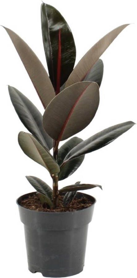 BOTANICLY Groene plant – Rubberboom (Ficus elastica Abidjan) – Hoogte: 55 cm – van