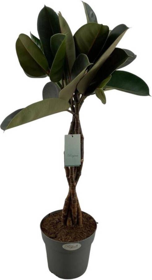 BOTANICLY Groene plant – Rubberboom (Ficus Elastica Burgundy) – Hoogte: 100 cm – van