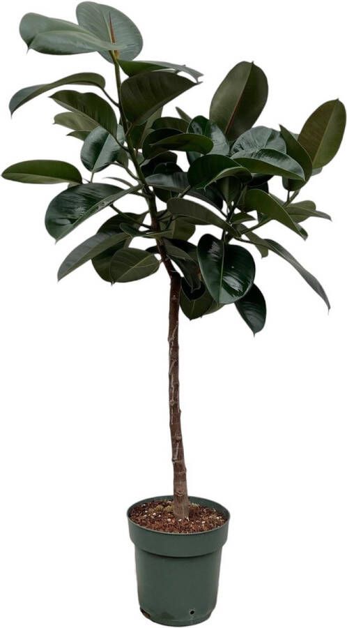 BOTANICLY Groene plant – Rubberboom (Ficus Elastica Robusta) – Hoogte: 130 cm – van