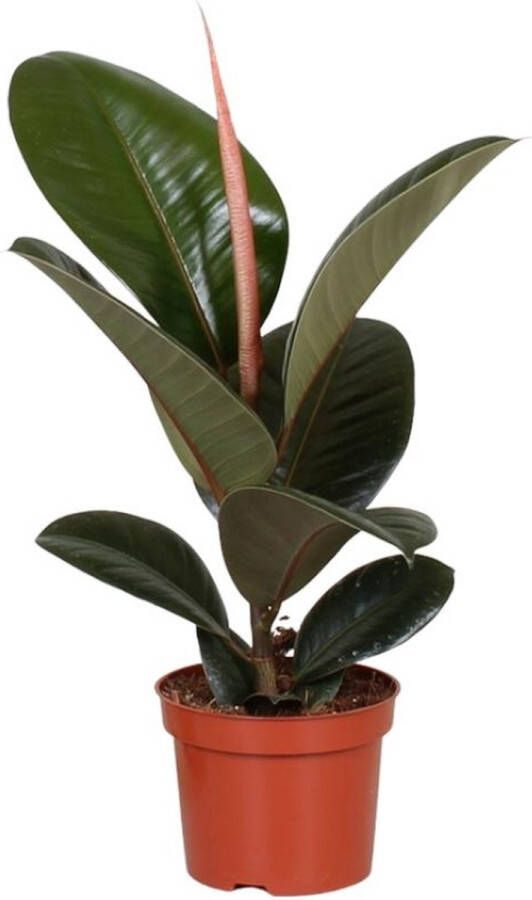 BOTANICLY Groene plant – Rubberboom (Ficus Elastica Robusta) – Hoogte: 35 cm – van