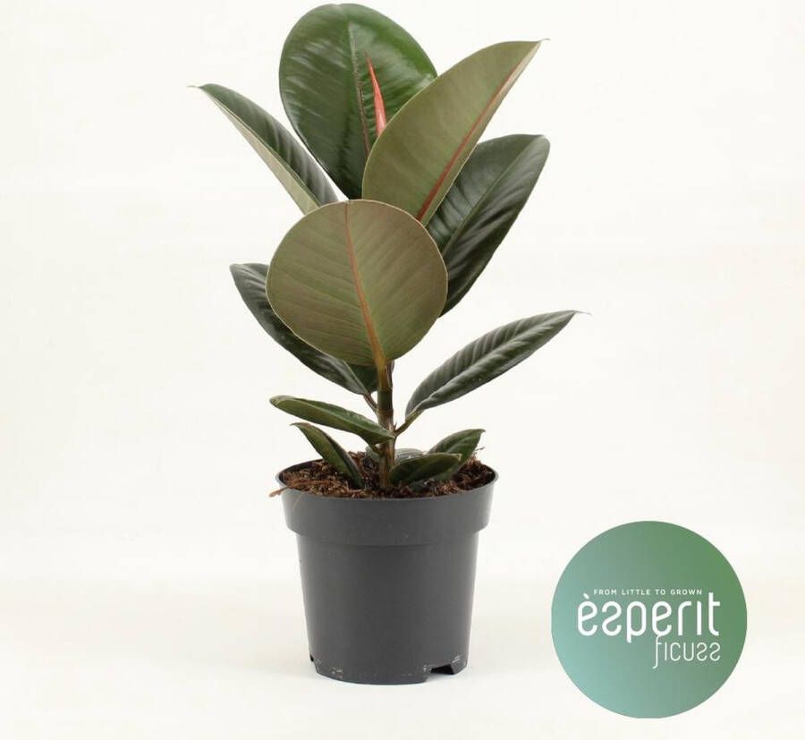 BOTANICLY Groene plant – Rubberboom (Ficus Elastica Robusta) – Hoogte: 45 cm – van