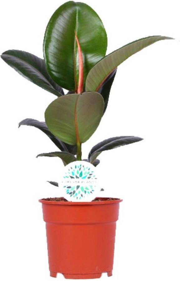 BOTANICLY Groene plant – Rubberboom (Ficus Elastica Robusta) – Hoogte: 55 cm – van