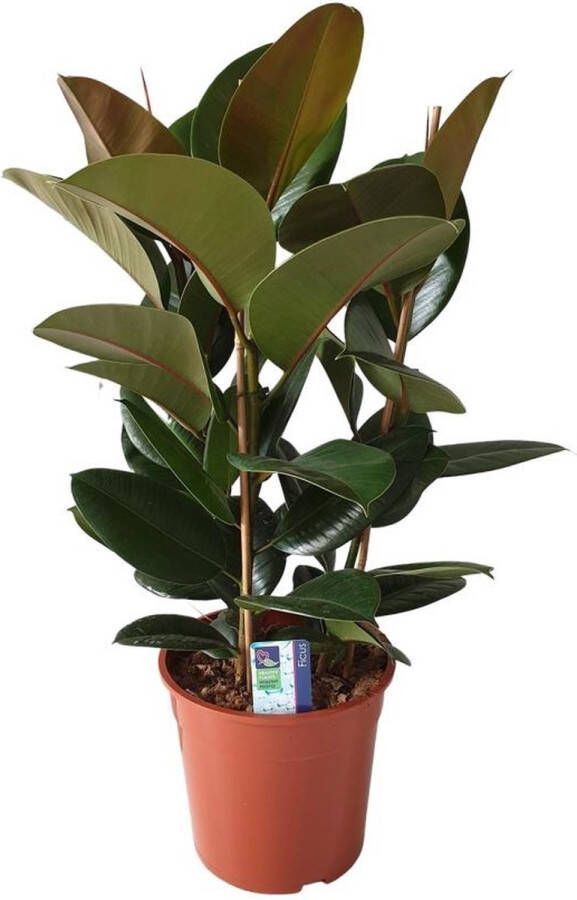 BOTANICLY Groene plant – Rubberboom (Ficus Elastica Robusta) – Hoogte: 80 cm – van