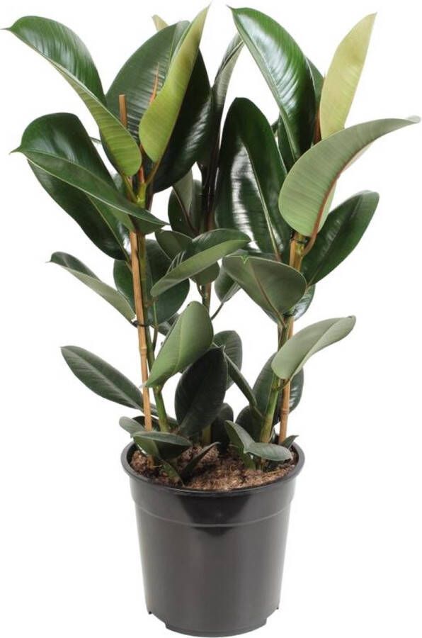 BOTANICLY Groene plant – Rubberboom (Ficus Elastica Robusta) – Hoogte: 85 cm – van