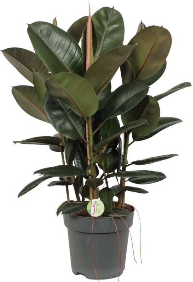 BOTANICLY Groene plant – Rubberboom (Ficus Elastica Robusta) – Hoogte: 90 cm – van